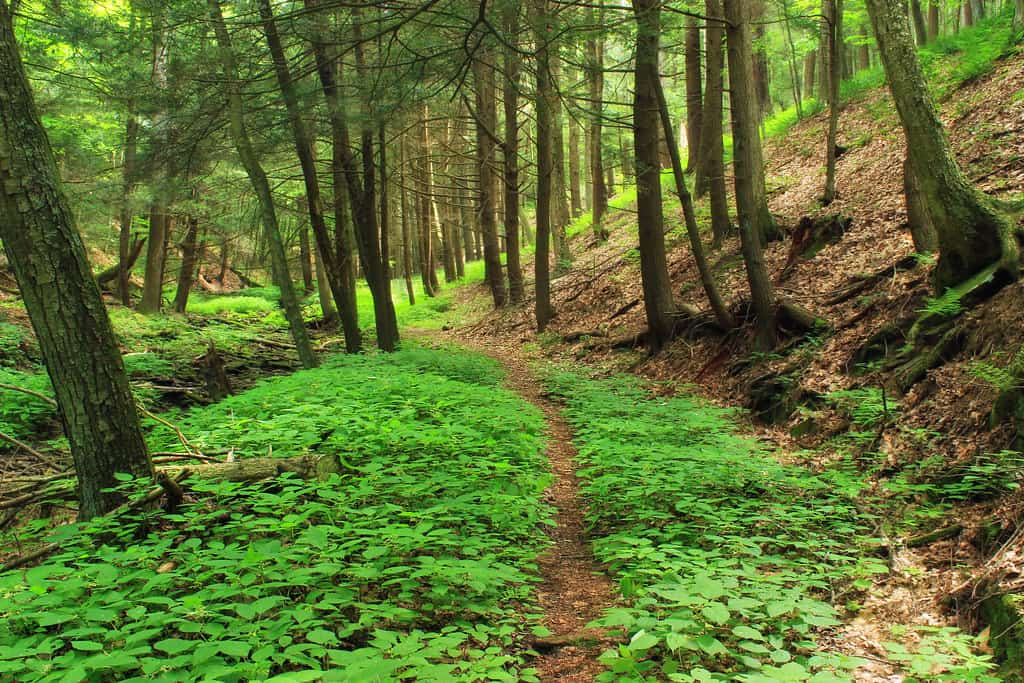Un sendero entre un bosque verde a la luz de la mañana, acompañamiento tras la pérdida de un ser querido